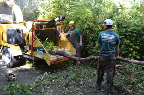 tree services Homer Glen